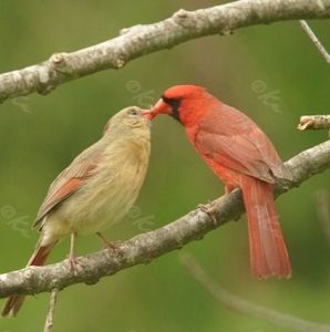 Meet your Posher, Louise